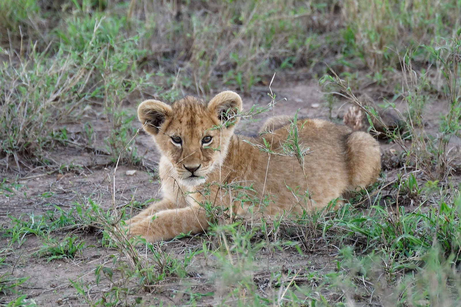 KiliRuta guests and guide on safari in Tanzania