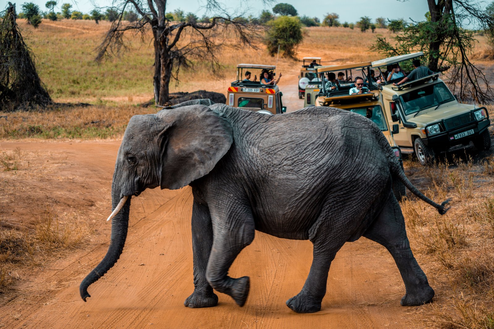 Tanzania safari across open plains