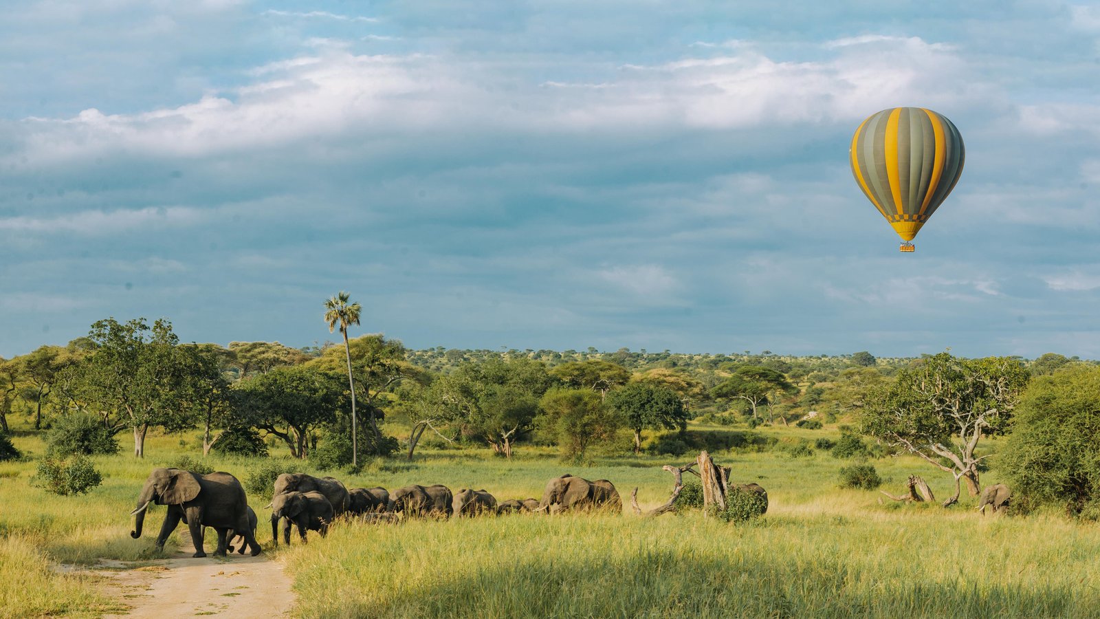 Elephants and a hot air balloon on the Tanzanian savanna