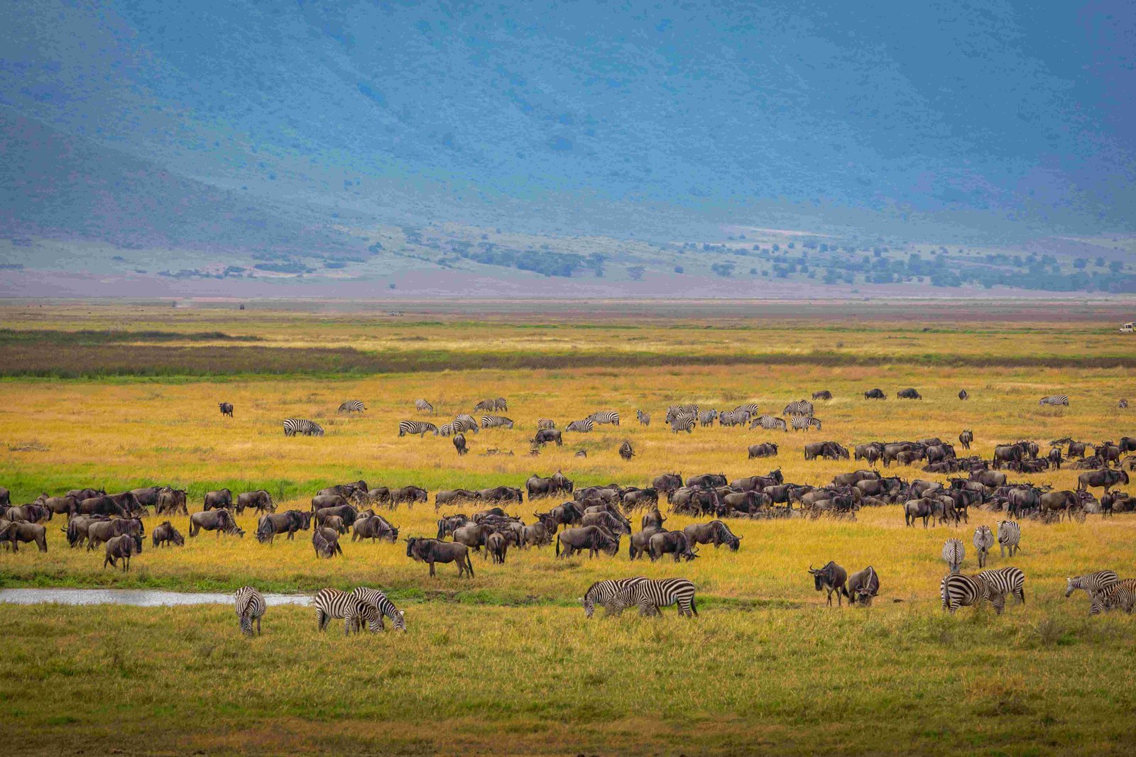 Wildebeest and zebras grazing on the Ngorongoro Crater floor