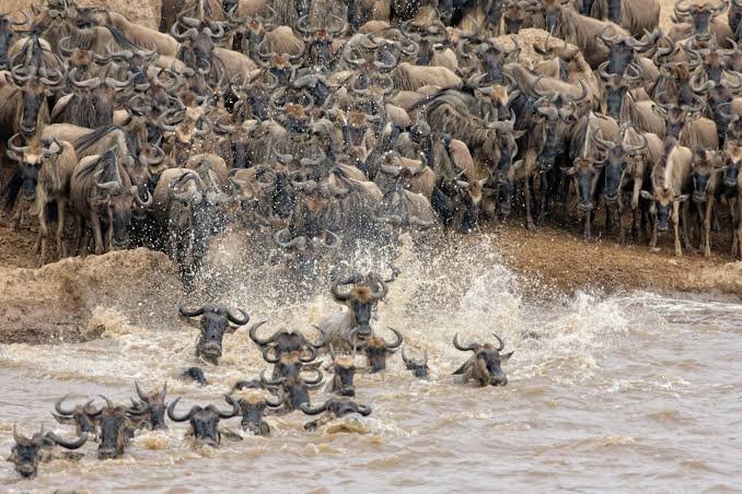 Wildebeest herds on the Serengeti plains