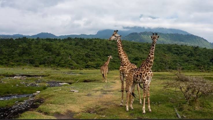 Afternoon light and return from Arusha National Park · Arusha National Park