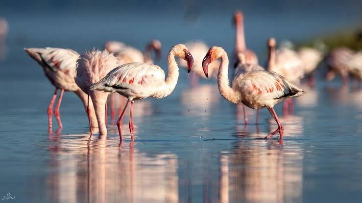 Floodplain and lake edge at Lake Manyara · Lake Manyara