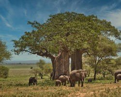 Elephants among baobab trees in Tarangire