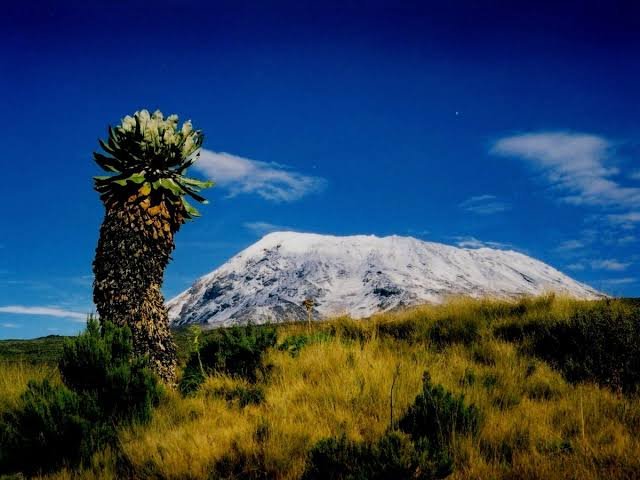 Mount Kilimanjaro rising above the clouds