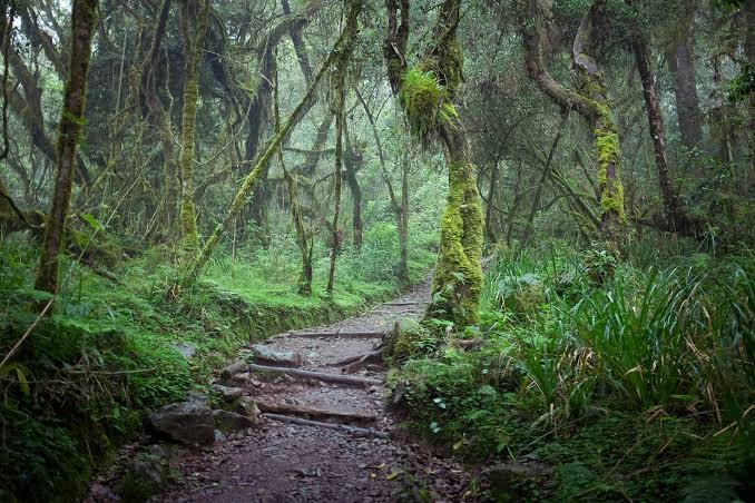 Kilimanjaro rainforest and trail · Kilimanjaro