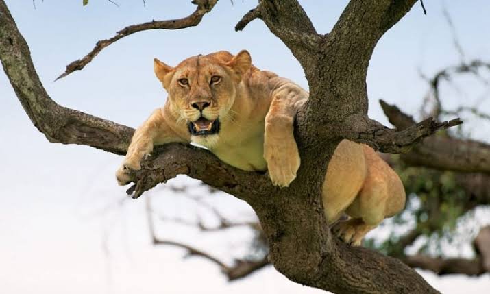 Lake Manyara wildlife and Rift Valley scenery
