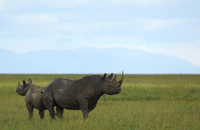 Ngorongoro highland landscape and crater views