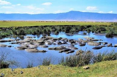 Savanna landscape inside Ngorongoro Crater · Ngorongoro
