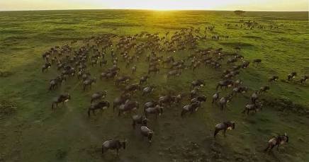 Predators and plains wildlife in the Serengeti · Serengeti