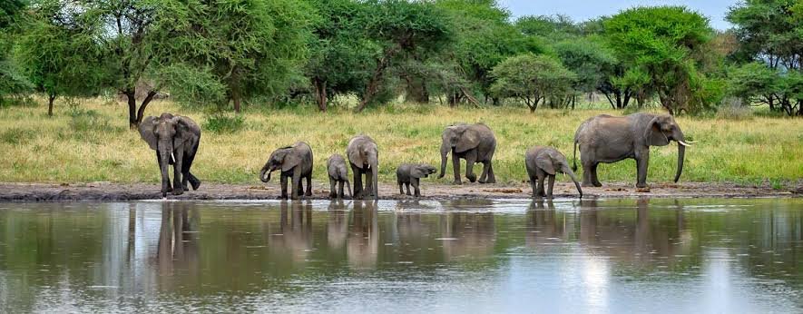 Elephants among baobab trees in Tarangire
