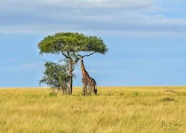 Elephant herds along the Tarangire River · Tarangire