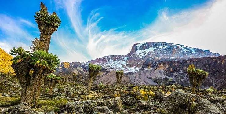 Kilimanjaro rising above open highland