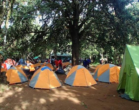 Wide Kilimanjaro wilderness panorama