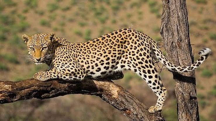 Wide Tanzanian wilderness vista