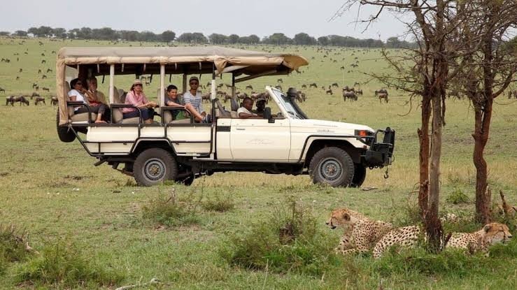 Open savanna safari landscape