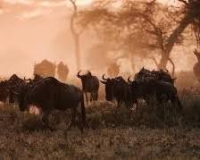 Great Migration herds on the move