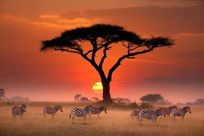 Tanzania safari landscape