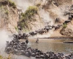 Migration herds near river country