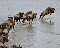 Ngorongoro Crater · Mara River Crossing Safari