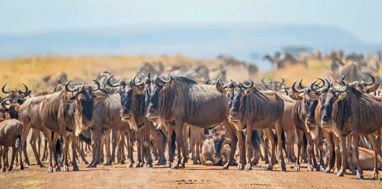 Wildebeest on the Serengeti plains