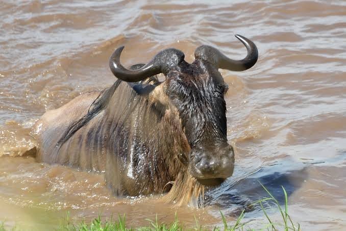 Ngorongoro Crater and return · Migration Explorer