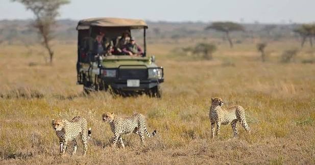 Open Serengeti plains