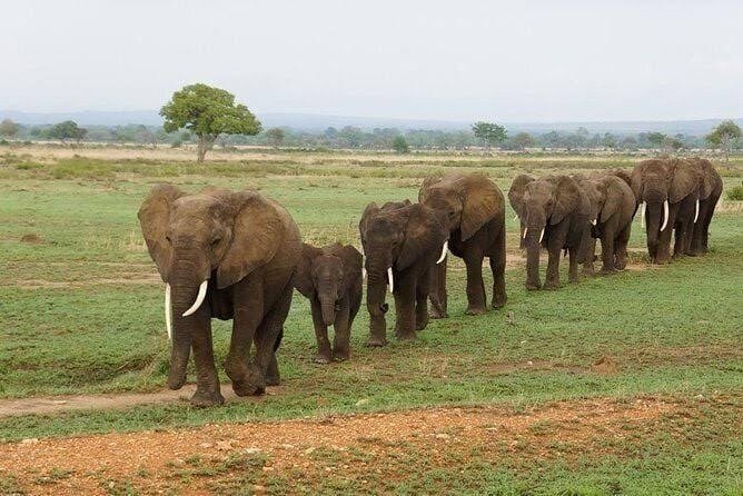 Open southern safari country