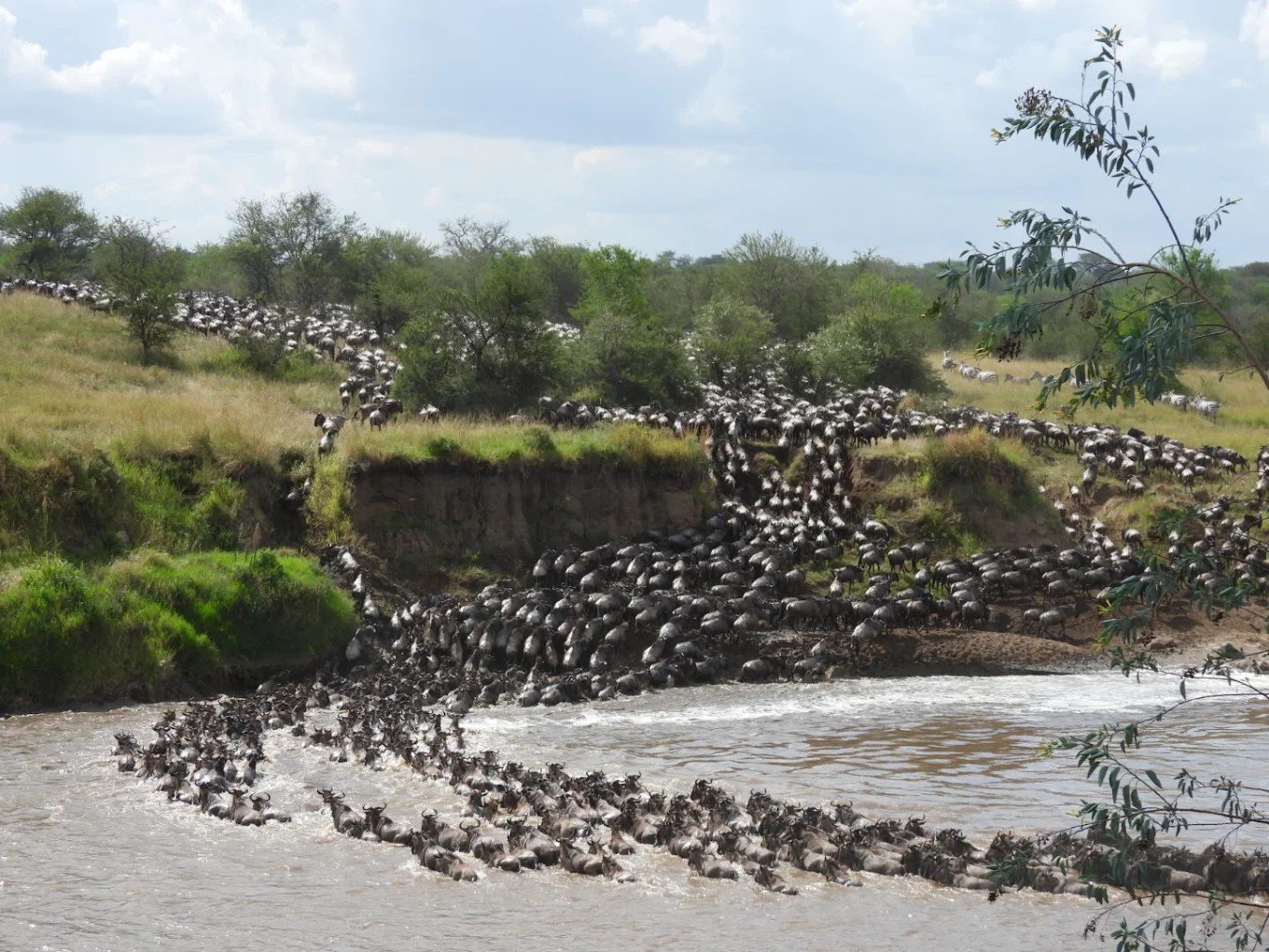 Wildebeest herd on open grassland